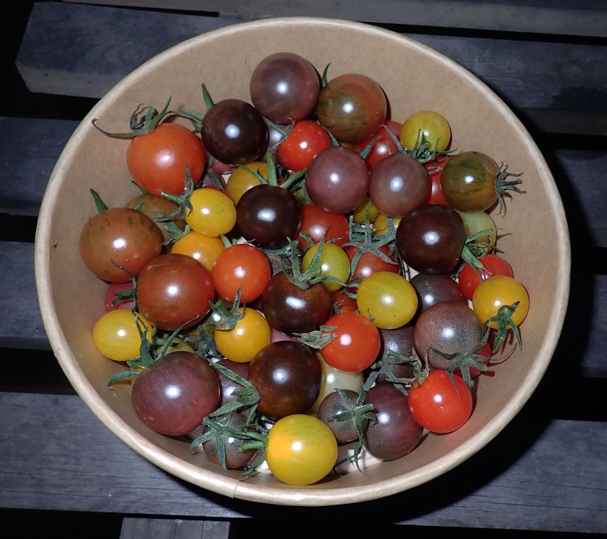 ChilliFowler's tweet photo. Today's pickings, not bad for less than 2 weeks away from November! 🏴󠁧󠁢󠁷󠁬󠁳󠁿🍅 https://t.co/x4faOLkuZb
