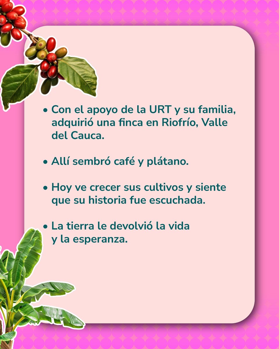 URestitucion's tweet photo. ☕ Detrás de cada cosecha hay una historia de esfuerzo, esperanza y nuevos comienzos.

📍 En el Valle del Cauca, Dora Alicia encontró en la restitución de tierras la oportunidad de recuperar lo que la violencia le arrebató y volver a sembrar sus sueños.
Hoy, sus cultivos de café y plátano son el reflejo de una mujer que nunca dejó de luchar por su tierra y sus derechos.

💚 En el marco del Mes de la Mujer Rural, desde la #URT destacamos historias como la suya, que nos recuerdan que restituir tierras también es abrir caminos para que las mujeres del campo construyan el futuro que merecen.

#OrgullosamenteMujeresRurales
