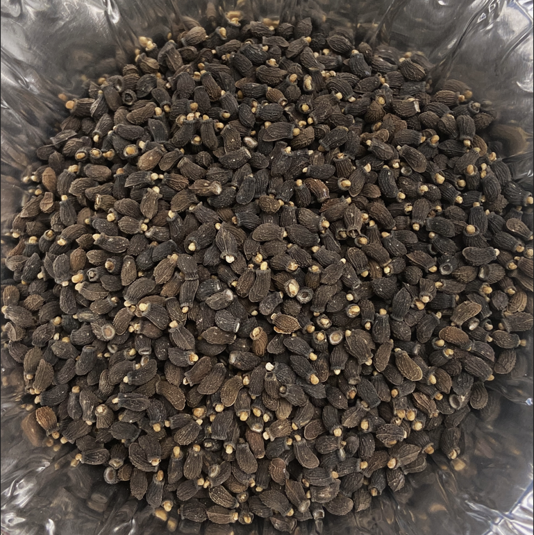 CanLightSource's tweet photo. A research team from @agbiousask and @usask_engr  is testing a new approach to studying #BorageSeeds. This could improve #OilProduction, reduce waste, and support more efficient and sustainable food processing. https://t.co/UedmSUyVXq #ResearchInAction https://t.co/hzTlgcAIKT