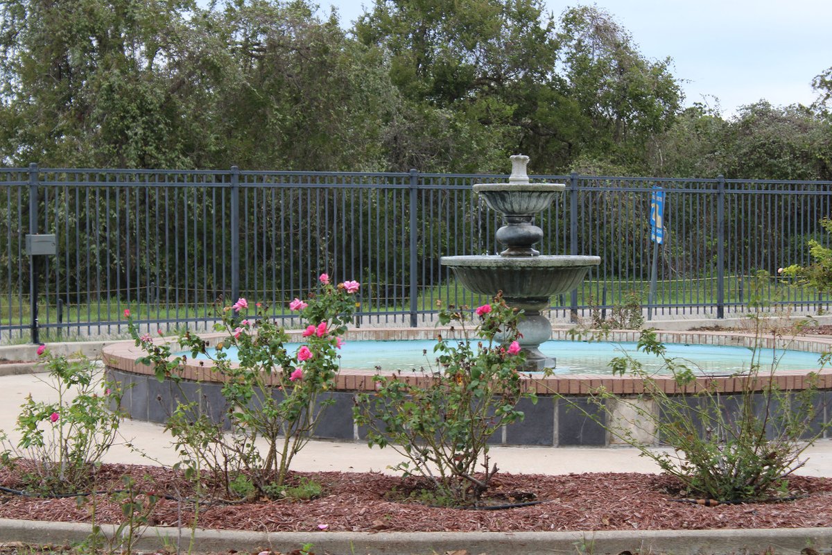 VictoriaPIO's tweet photo. They say that every rose has its thorns 🌹🌹 The Memorial Rose Garden will close for the next few months. When it reopens in the spring, it’ll be brimming with fresh roses, plus some brand-new native plants! 🌼🌻🌷 Read more: https://t.co/ri4aQiytjf https://t.co/Hr0H5Viqc0