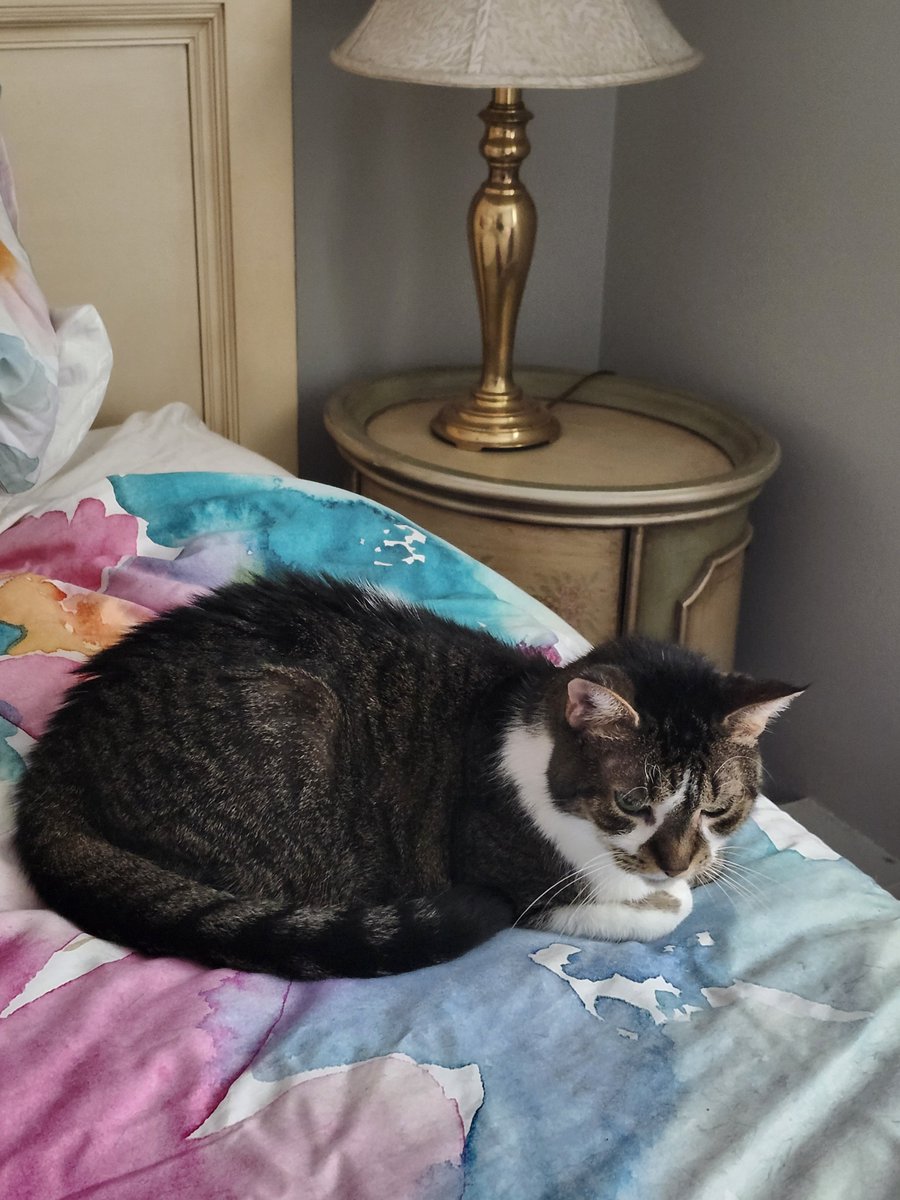 creative54's tweet photo. Happy ##TunaTuesday!  #CatsOfTwitter @2PlymouthCats @blossumupdate @catsrule0 @catthesam @FartyCheddarCat @REDSJEWELS1 @TheHardyBoyCats @tiggy_deni35304 @TomKattman @fredandsmoke @SilbyGrayCat @SqueakynB @SoxandD @miafatita @katfan4eva @Andrea56822453 @Andy18512371 😸😸😸😸😸 https://t.co/3LSRFbBKeS