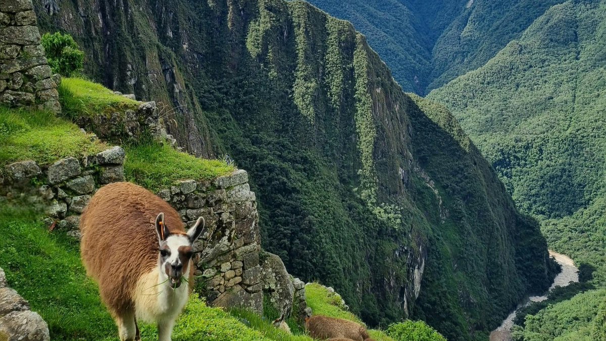 Blue_Parallel's tweet photo. From the Andes to the Amazon, #Peru offers remarkable contrasts within a single journey. 🇵🇪 Explore ancient Inca sites, high-altitude landscapes, vibrant cities, and biodiversity through travel designed around your interests. #SouthAmerica #LuxuryTravel https://t.co/it6mQ8mGNu https://t.co/XzfJ9v1mTz