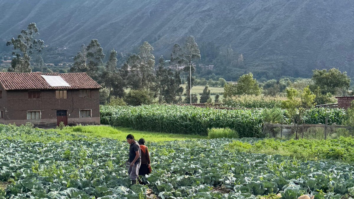 Blue_Parallel's tweet photo. From the Andes to the Amazon, #Peru offers remarkable contrasts within a single journey. 🇵🇪 Explore ancient Inca sites, high-altitude landscapes, vibrant cities, and biodiversity through travel designed around your interests. #SouthAmerica #LuxuryTravel https://t.co/it6mQ8mGNu https://t.co/XzfJ9v1mTz