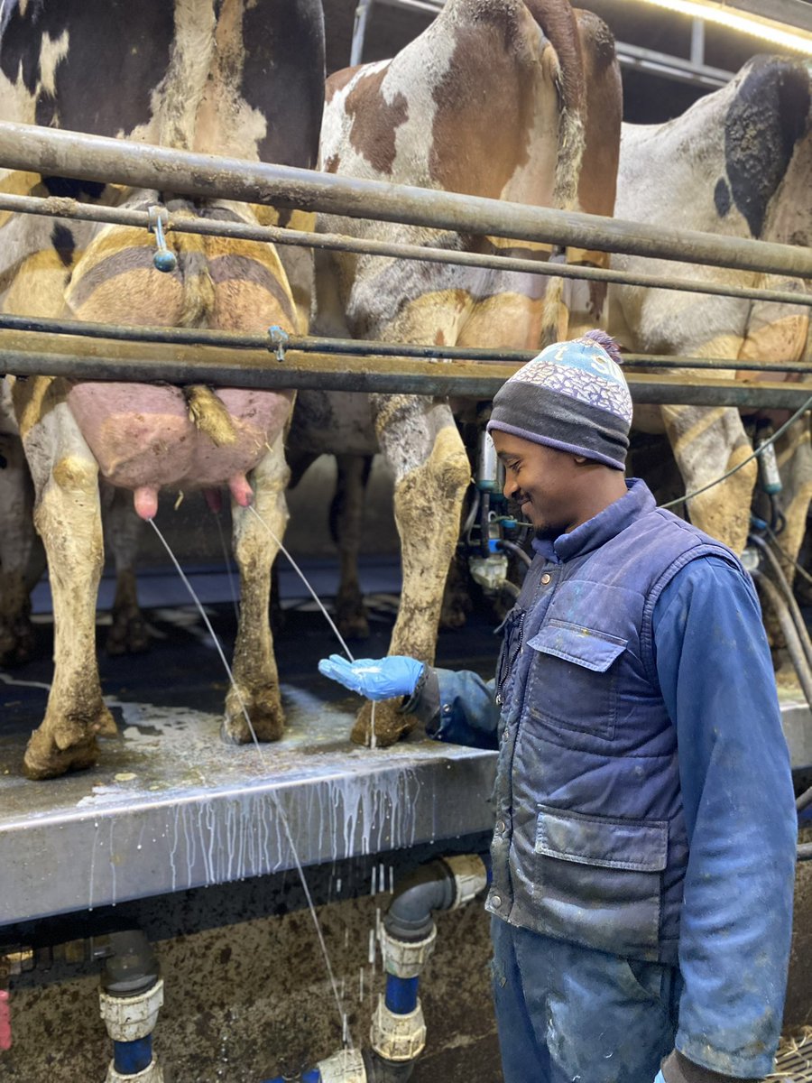 briovc's tweet photo. 72 litres/day🥛 🐄 🔥  I love this game 🐄🤠 https://t.co/XYYeWEQ64n