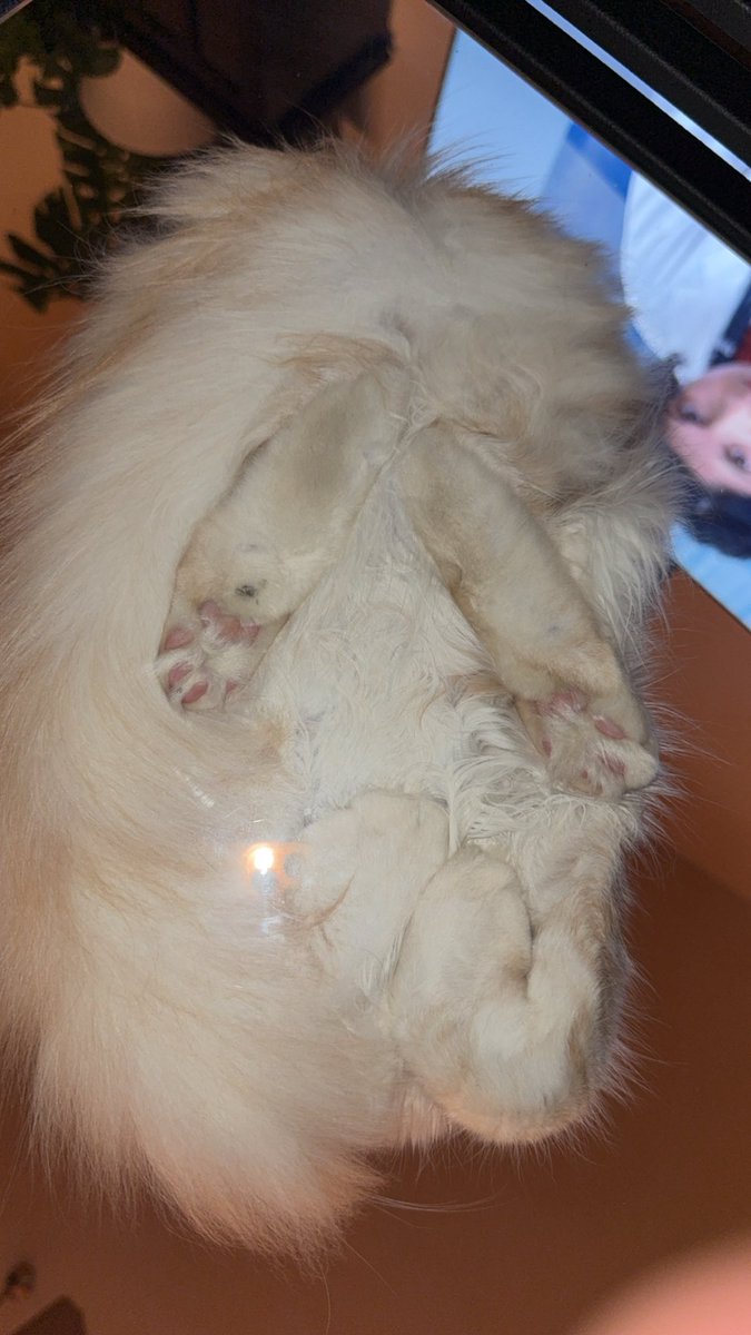 KatDestination's tweet photo. Her little paws being folded like that under her is sending me 🤣🤣 https://t.co/YFomxJfBfi