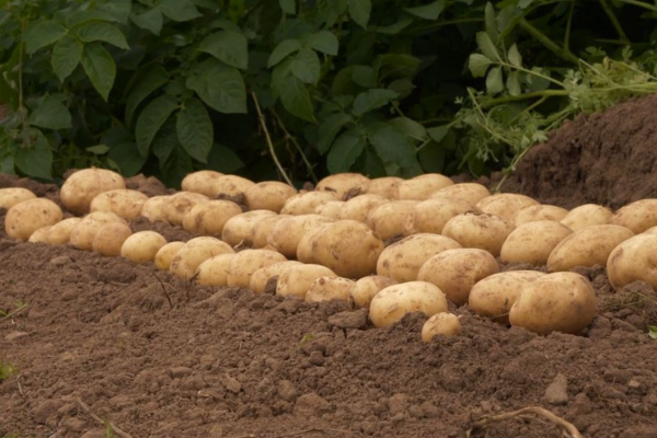 FASScot's tweet photo. 🎙️ New Cropcast episode!

Tiffany chats with Angus Elder from Chapel Organics about organic veg production, crop rotation, marketing fresh produce, farming challenges, technology, and his role with SOPA.

🎧 Listen now!
https://t.co/KaIFzn5riL

@SRUC https://t.co/F4uLGI86EG