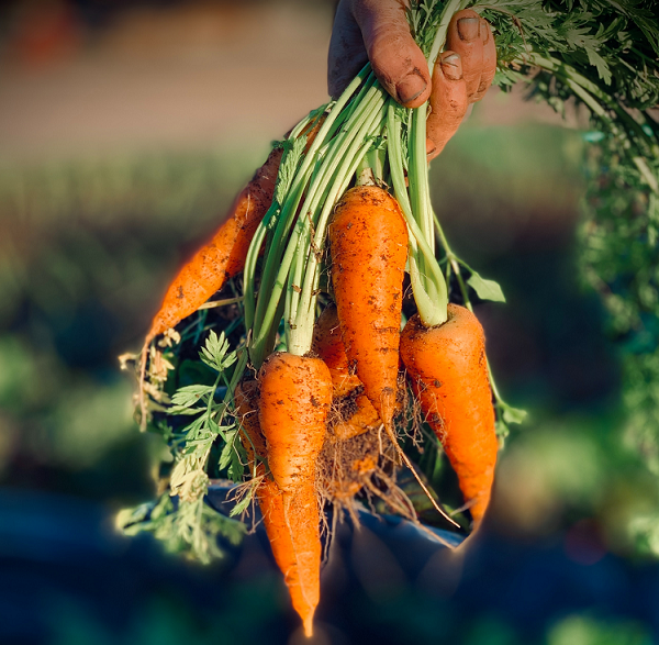 FASScot's tweet photo. 🎙️ New Cropcast episode!

Tiffany chats with Angus Elder from Chapel Organics about organic veg production, crop rotation, marketing fresh produce, farming challenges, technology, and his role with SOPA.

🎧 Listen now!
https://t.co/KaIFzn5riL

@SRUC https://t.co/F4uLGI86EG