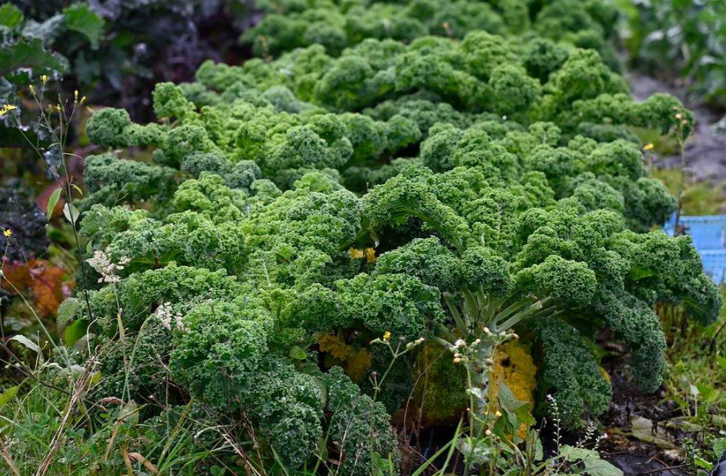 FASScot's tweet photo. 🎙️ New Cropcast episode!

Tiffany chats with Angus Elder from Chapel Organics about organic veg production, crop rotation, marketing fresh produce, farming challenges, technology, and his role with SOPA.

🎧 Listen now!
https://t.co/KaIFzn5riL

@SRUC https://t.co/F4uLGI86EG