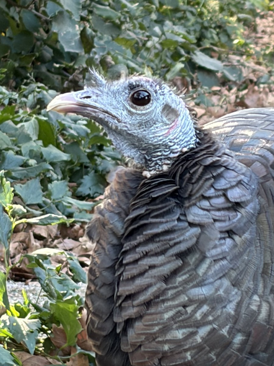 Hanabi_NYC's tweet photo. October 20

Astoria in The Battery 

#birdcpp https://t.co/7Cfjht61IC