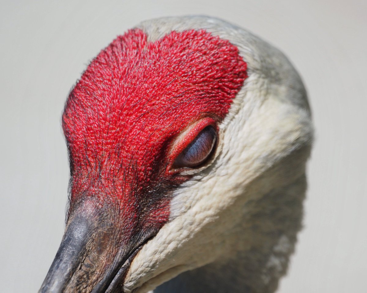 canuck5551's tweet photo. One of my favourite pics I’ve taken. Love that nictitating membrane https://t.co/TbtueWyUkl