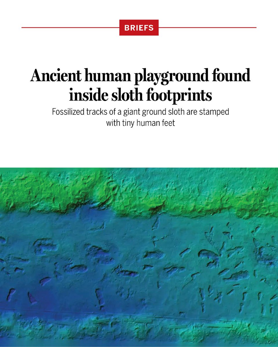 NewsfromScience's tweet photo. Atop the bleached dunes of White Sands National Park in New Mexico lie the 40-centimeter footprints of a now-extinct giant ground sloth that roamed more than 11,500 years ago.

Within those tracks, researchers noticed little human footprints—remnants of an ancient playground. 

Learn more on #InternationalSlothDay: https://t.co/CZS1ircTPQ