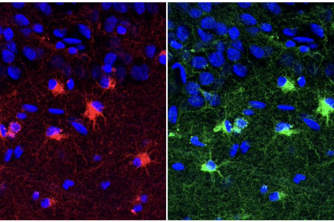 Microscopic images show cells with a combination of red and blue staining on the left, and green and blue staining on the right, highlighting different structures and features.