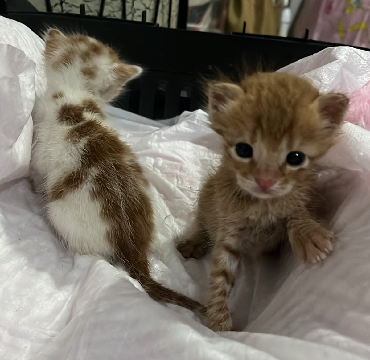 vergili_emrah's tweet photo. Anne 6 yavru doğurmuş ama doğurduktan sonra yavrular için geri dönmemiş hemen hemen 3 haftalık bu iki meleği ben sahiplendim kalan 4 yavru için acil şart bir öğrenci kardeşimiz kendi imkanlarıyla bakmaya çalışıyor 
İletişim Yağmur +90 539 604 23 50 @siyahmatmazel @Fipsaskin https://t.co/ij4oiN4zq7