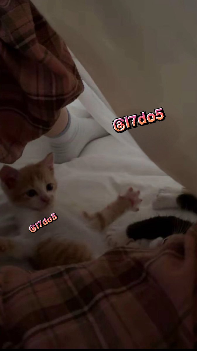 l7do5's tweet photo. 🐈‍⬛ https://t.co/Ee4uZuq6h1