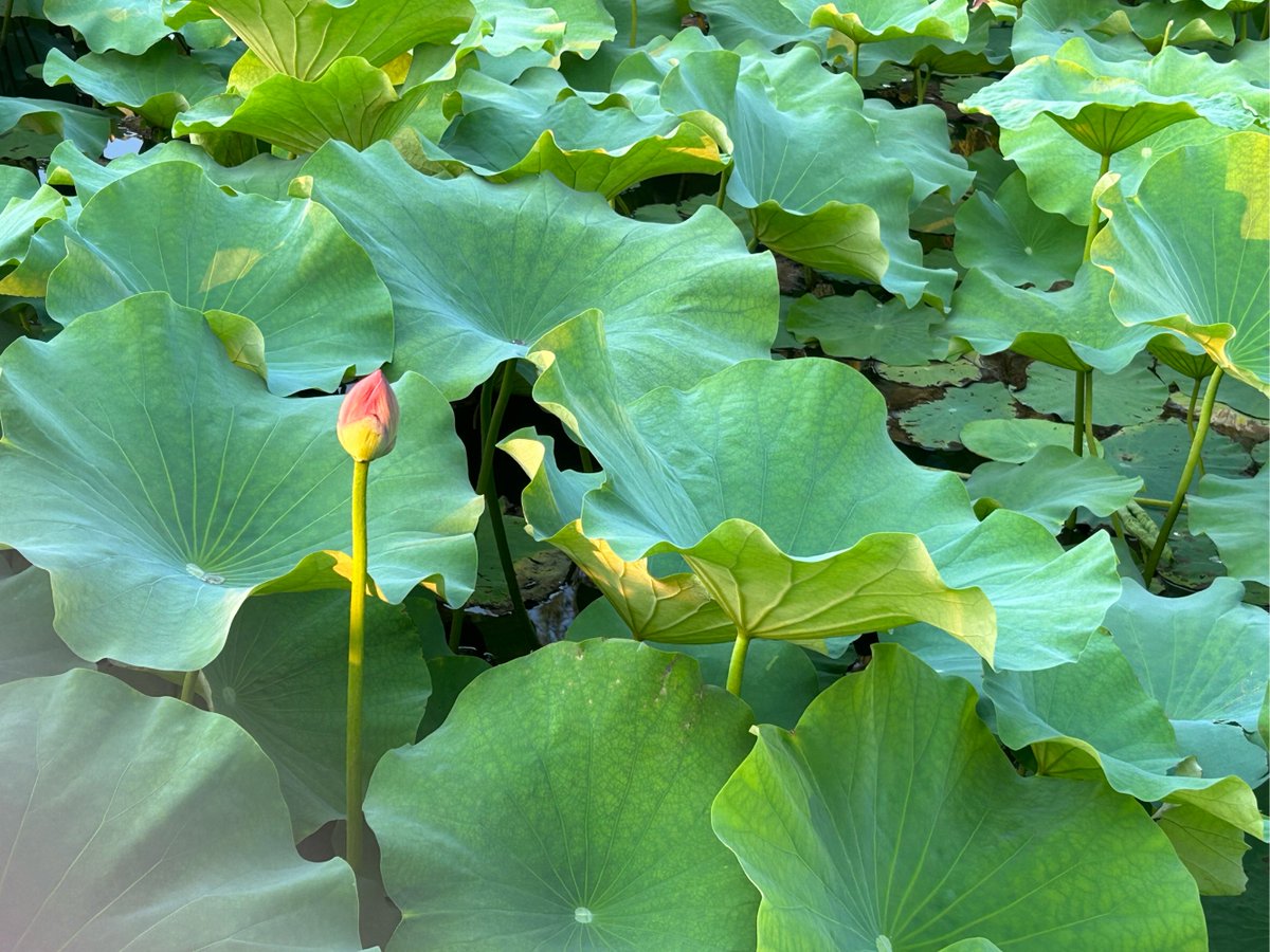 8IaHjJHDkdefxql's tweet photo. I stepped onto the quiet Tuyong Pond, the gentle breeze stirred the lotus, and no one should dare to betray this peaceful moment. https://t.co/Qsw9po7PJv