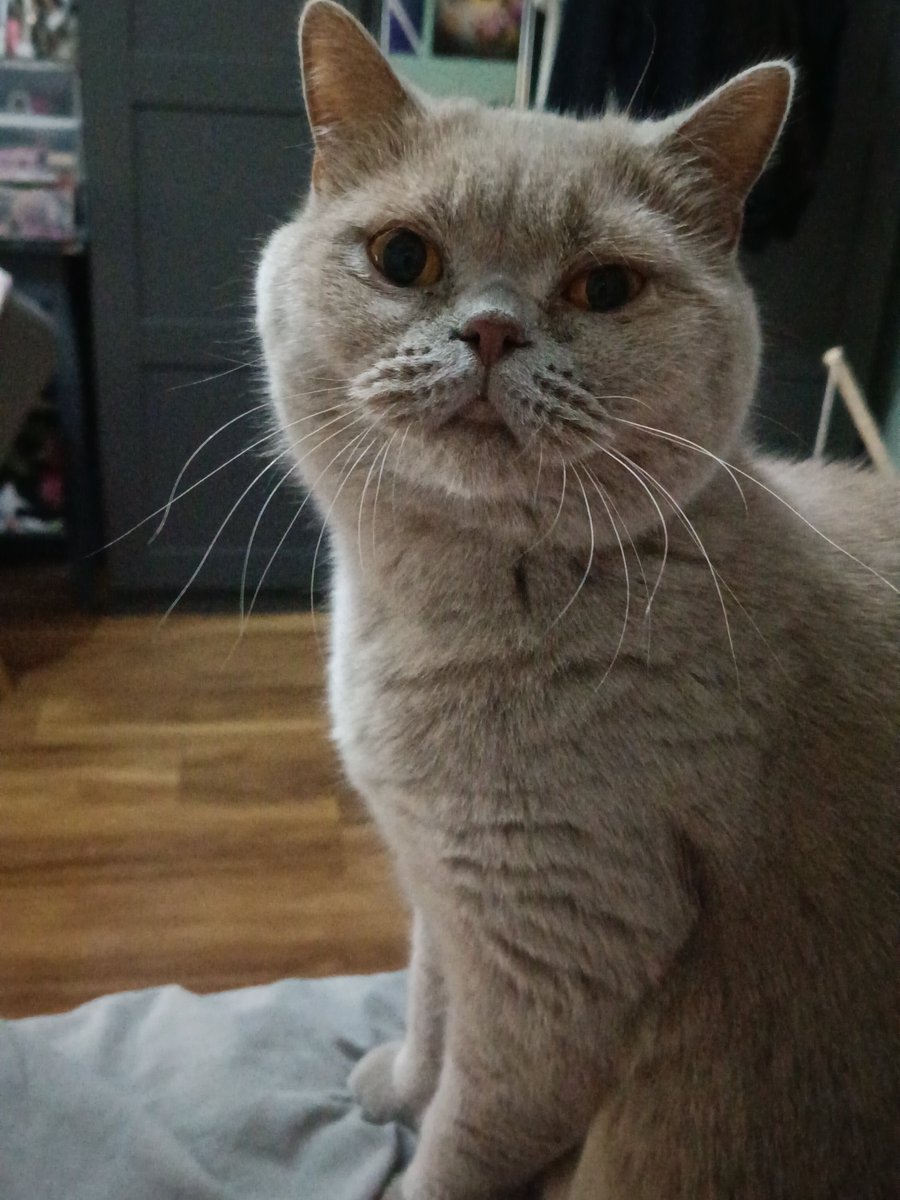 vodkamao's tweet photo. @cemeteryyPuppy_ IM GOOD !! Here's my cat rn because as soon as you replied my cat appeared next to me https://t.co/dy4ADZdWDi