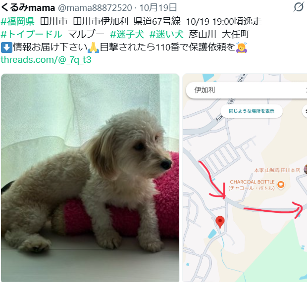 mama88872520's tweet photo. のあ君🐶無事お家に帰れたそうです🎉
皆様、ありがとうございました✨
#福岡県  #田川市  #迷子犬 https://t.co/qWmcuRycLW