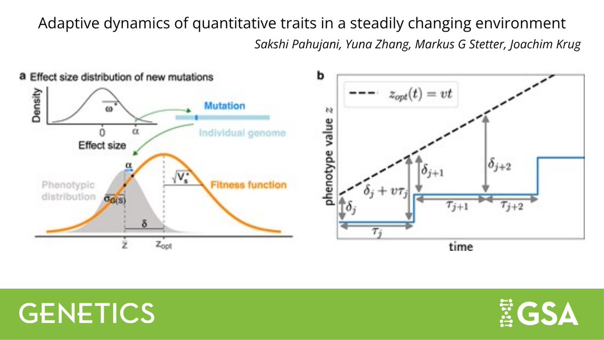 GeneticsGSA's tweet photo. New research in #GENETICS combines theory and forward-in-time simulations to understand polygenic adaptation and quantitative trait evolution.

🔗 https://t.co/8ygGLU15Ix https://t.co/whMrnqlVil