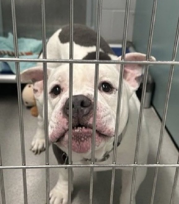 MoishesMom's tweet photo. NYCACC just killed Abel 💔😭…this beautiful six year old boy who was first betrayed by his human then the kill pound…he never had a chance and they made certain of it by not taking more pics or videos…just trying to help him acclimate a bit….He couldn’t deal with pound life….His human set him up with reporting two bite incidents…that’s a death sentence right there because no rescue will take the risk due to liability and insurance….I’m so sorry beautiful boy…you were right to growl & show your teeth at these pathetic, amateur people who are working with at risk pups facing death….That far away look in your eye in this pic is a gut punch…there really was a sweet good boy in there they just chose not to give you a chance….

Run free 🌌 🌈 Abel….