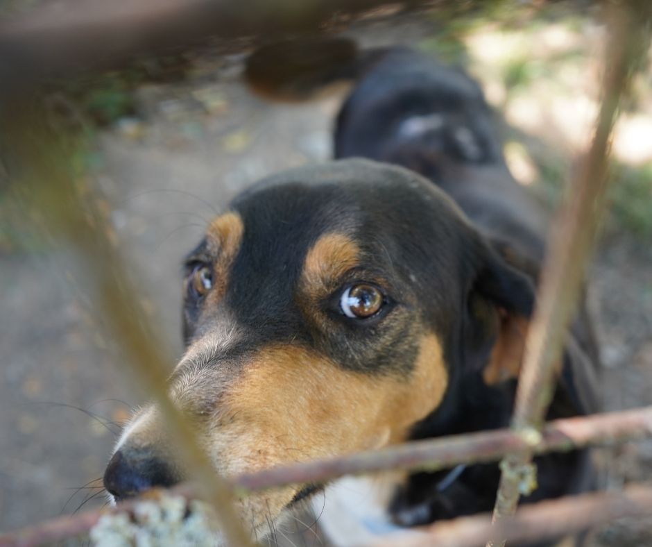 Network4Animals's tweet photo. 🇲🇪Danijela has spent years saving abandoned dogs at Riki’s Shelter in Montenegro 🐕.

Her cancer has returned, making it difficult to care for the animals. We need to provide veterinary care &amp; arrange safe transport.

👉 Donate today: https://t.co/GlJ86zGHvT https://t.co/y0auTYzjZW