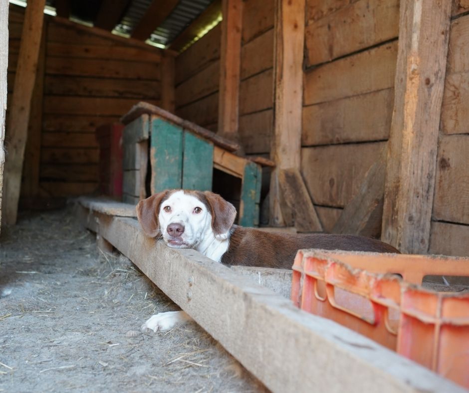 Network4Animals's tweet photo. 🇲🇪Danijela has spent years saving abandoned dogs at Riki’s Shelter in Montenegro 🐕.

Her cancer has returned, making it difficult to care for the animals. We need to provide veterinary care &amp; arrange safe transport.

👉 Donate today: https://t.co/GlJ86zGHvT https://t.co/y0auTYzjZW