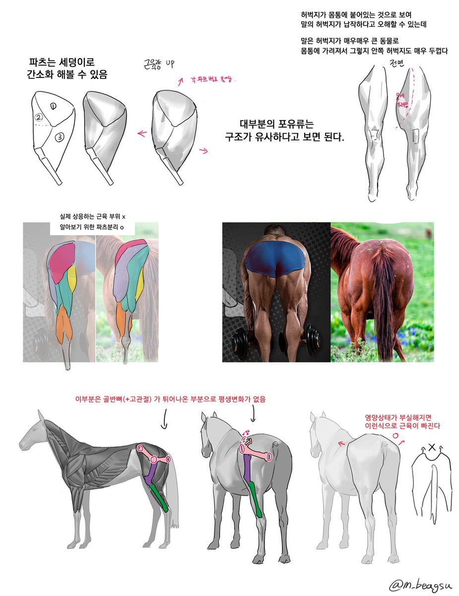 m_beagsu's tweet photo. 온김에 자료 투척하고 가요
말 허벅지 구조
모든 동물에 응용 가능
자료는 항상 영상으로 볼 것. https://t.co/2H58IMobcs