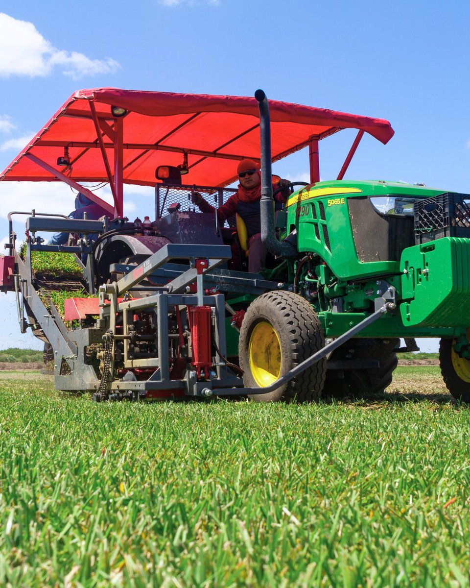 BethelFarms's tweet photo. From our farm to your lawn! Our team works to harvest fresh, quality sod that's ready for installation. 

#farm #sodfarm #grass #grassfield https://t.co/0sDqZSmZqF