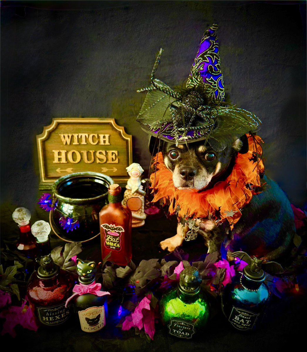 sarahanunn's tweet photo. It’s day 20 of #Octoberween!
Bremmy is a chef extraordinaire &amp; since today is International Chef’s Day he’d like to invite you to dinner. He’s tossing yummy ingredients in his cauldron just for you….
🖤☠️🖤
#RescueDog #Chugdog #HalloweenIsComing #SamhainIsComing #DogsofTwitter https://t.co/4T9mRcJ0uF