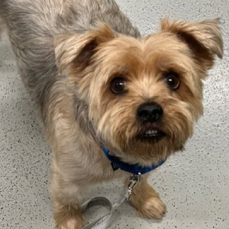 notthesameone2's tweet photo. 🐾Just over 15 lbs, 5-y/o Chase A Bag surrendered b/c bit, left a mark so now he is in trouble. Maybe he just doesn't like his name :) At ACC he earned best possible behavior rating. Housetrained, playful, active, cute, petite, neutered. Needs a foster offer by 10/22: https://t.co/4Hrf3thCUV