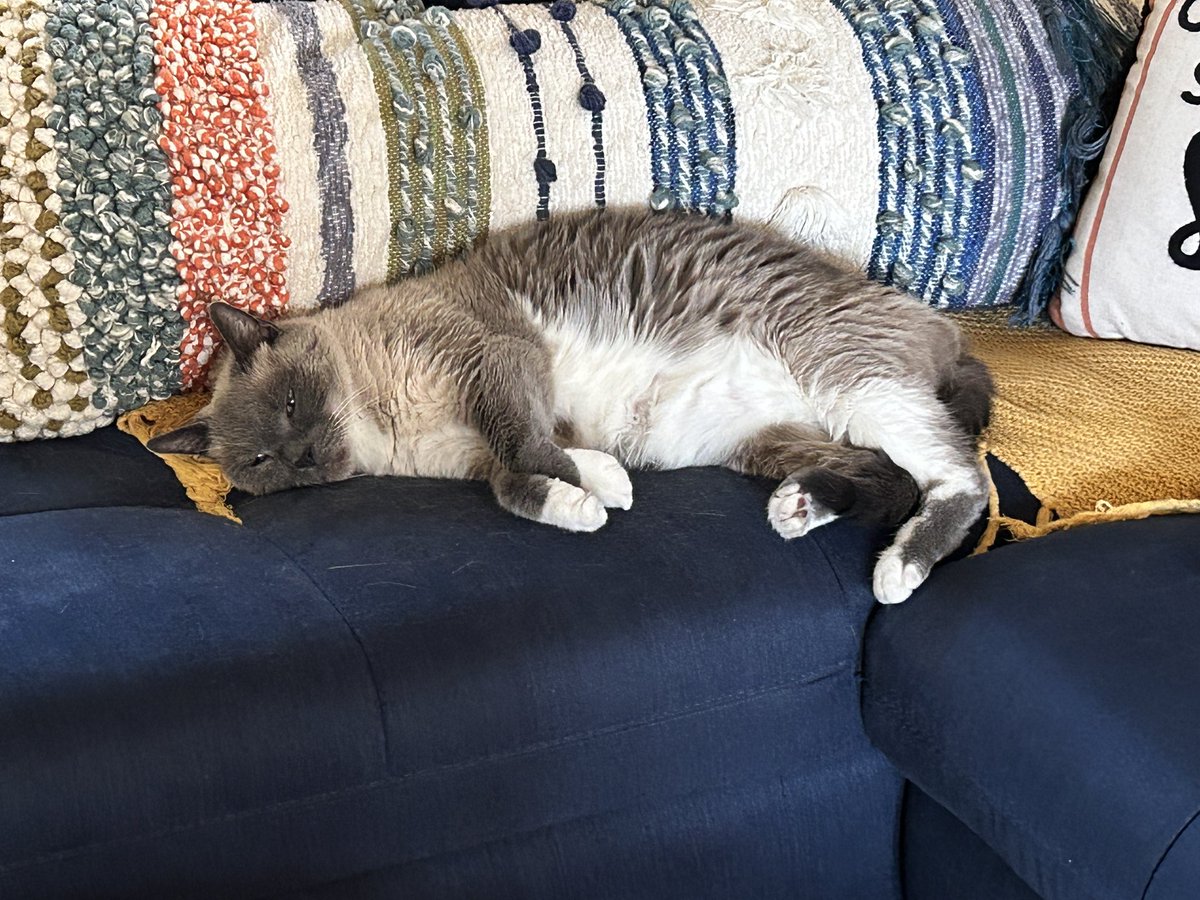 CitywideMax's tweet photo. Sometimes, you just gotta take a moment to chill 

#catlessons #catlessonsforpeople https://t.co/xKgkwIiIzB