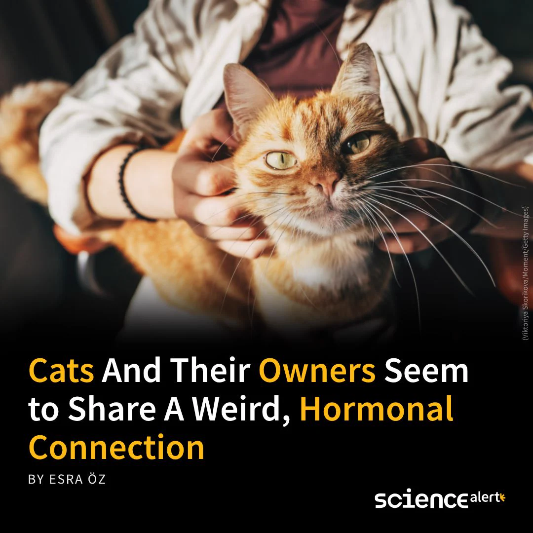 Cats And Their Owners Seem to Share A Weird, Hormonal Connection