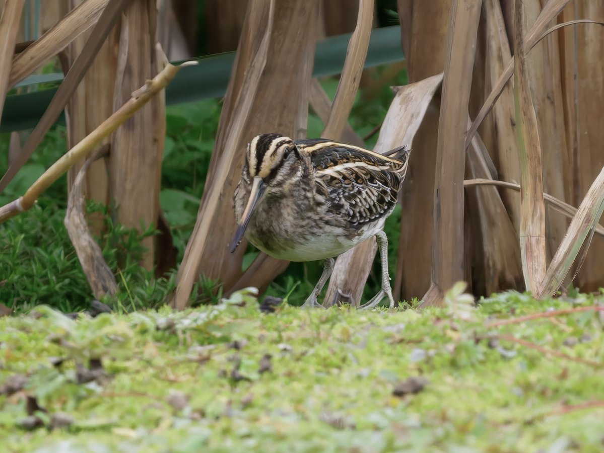 Yorkyman's tweet photo. A showy Jack Snipe this afternoon at Thornwick Pools, Flamborough. 20-10-2026.
@FlamboroughBird 
@nybirdnews 
@BirdGuides https://t.co/xMtwM5TzDl