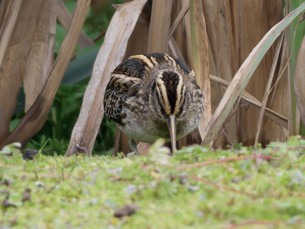 Yorkyman's tweet photo. A showy Jack Snipe this afternoon at Thornwick Pools, Flamborough. 20-10-2026.
@FlamboroughBird 
@nybirdnews 
@BirdGuides https://t.co/xMtwM5TzDl
