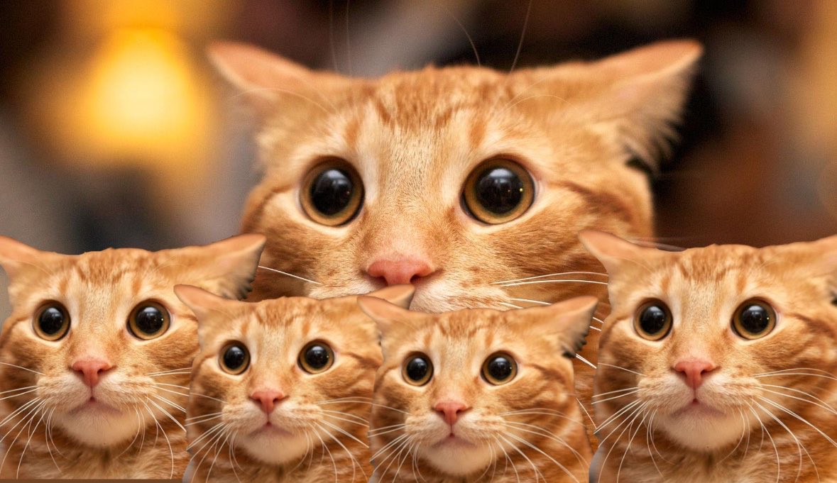 funnymeowist's tweet photo. Scientists reveal the Hi-5 https://t.co/8OZyGho3PN