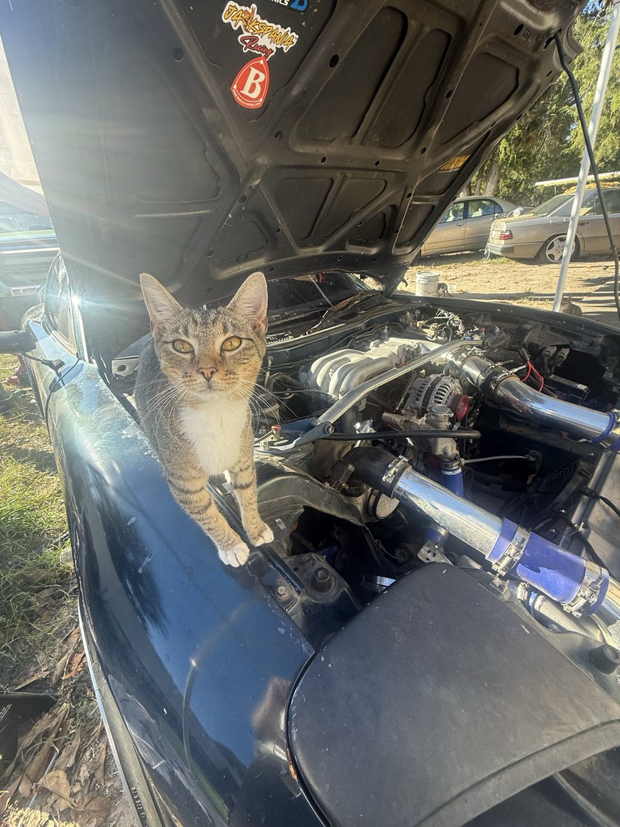 Paw_Jobs_LLC's tweet photo. They call it the pussy wagon https://t.co/BbBGZQ3jSG