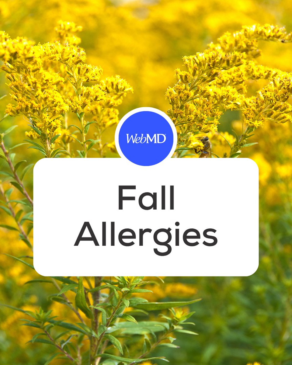 WebMD's tweet photo. Fall can bring more than cooler weather and colorful leaves!  Ragweed pollen is a major fall allergy trigger, while mold spores from damp leaves and dust mites stirred into the air when you turn on your heat can also cause symptoms like sneezing, wheezing, and a runny nose. https://t.co/NqSbnUR7dy