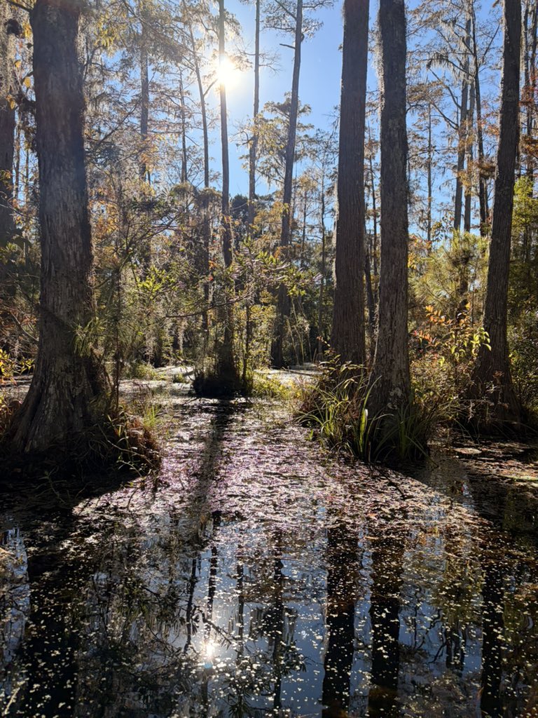 crytollie's tweet photo. Paddling on the otherside 🐊 

We are out in the swamp to check for some Tokengators in charleston area.

Saw two of those guys right next to the boat🤯
Only thing missing was the clubhouse😆 https://t.co/Ur1b8oyduF