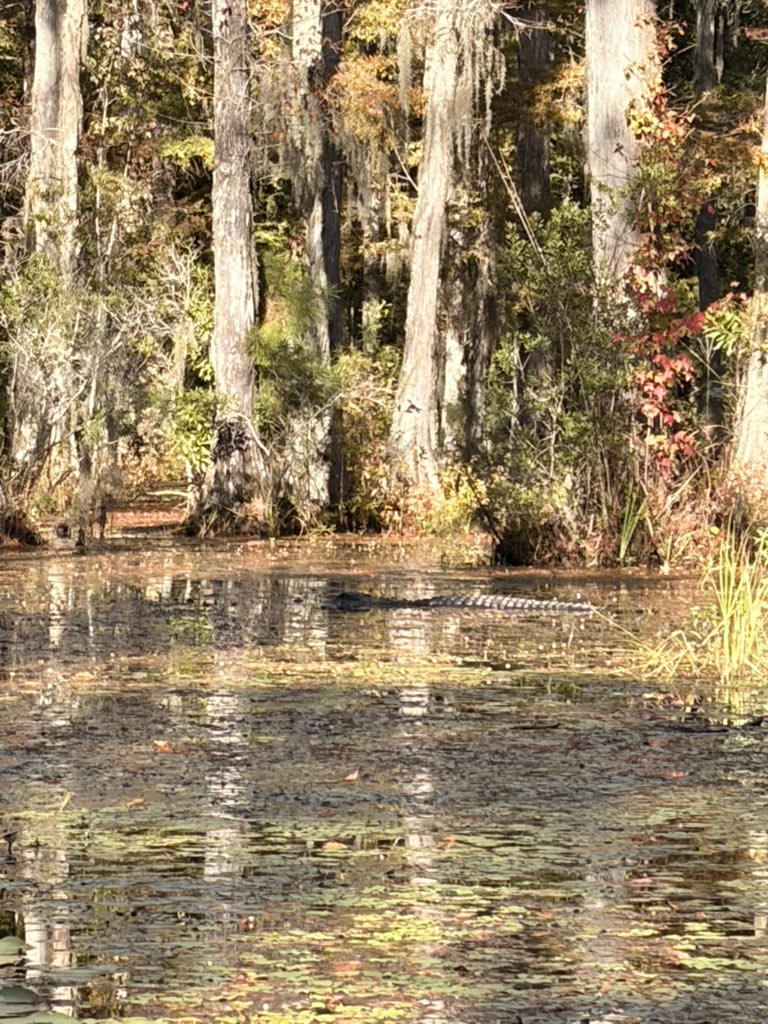 crytollie's tweet photo. Paddling on the otherside 🐊 

We are out in the swamp to check for some Tokengators in charleston area.

Saw two of those guys right next to the boat🤯
Only thing missing was the clubhouse😆 https://t.co/Ur1b8oyduF