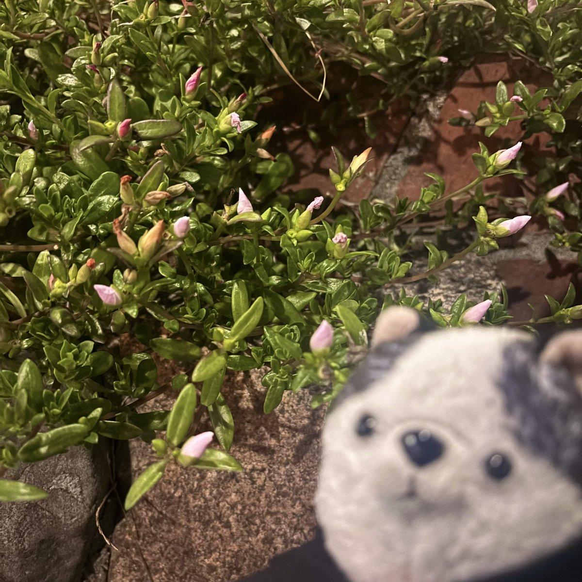 PO2lio's tweet photo. おはようございます𐄑𐅁̂ ⩊፟ ̂𐅀𐄑
ピンク色のつぼみ達ꕤ.｡
#ぬい活 #ぬい撮り https://t.co/s2DsJUxKo3
