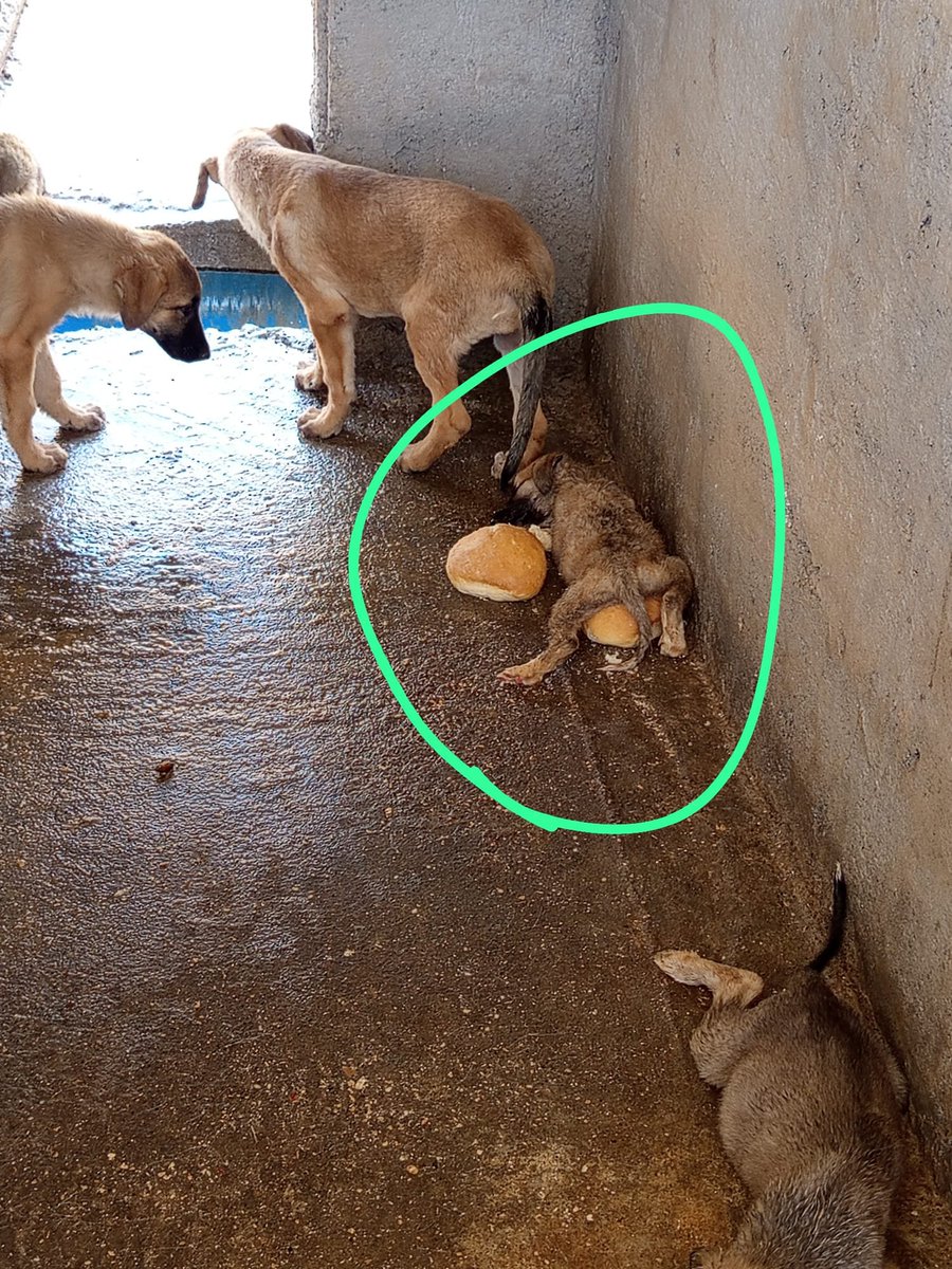 hulya_yalcin65's tweet photo. Daha bebek. Kim ondan daha üstün ya da değerli olduğunu iddia edebilir ki..  Gücü yettiği için bunca zalimleşene "leş " denmez de ne denir? Yiyemeden  o kuru ekmeğin üzerinde kalmış cansız bedeni. Kahrolun. https://t.co/cpFv8edNjC