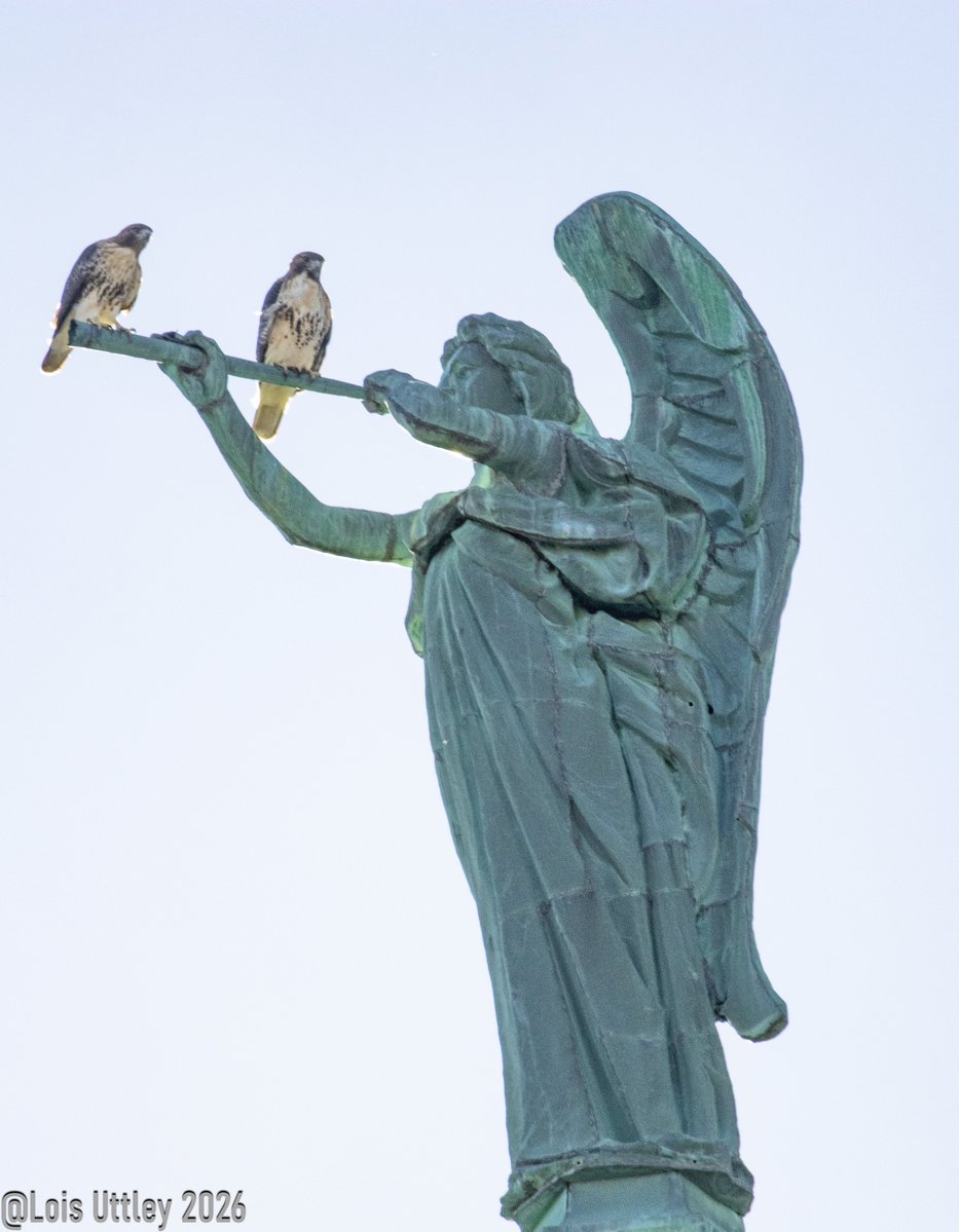 LoisUttley's tweet photo. There were TWO red-tailed hawks perched on the horn the statue of Archangel Gabriel is blowing high atop the Cathedral of St. John the Divine this afternoon. I believe there was a hawk nest on the back of the Cathedral in this spring. This was a real treat! #birdcpp https://t.co/200lCTvJmA