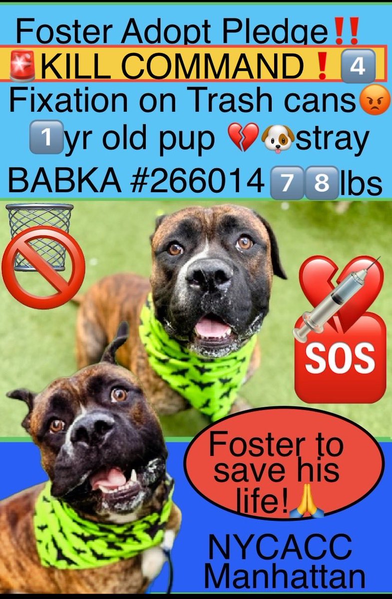 magalys_rios's tweet photo. 😡🚨The MURDEROUS KILL COMMAND issued for poor #BABKA #266014 by NYC for fixation of trash cans 😡 FOSTER to save his life 🆘 
1️⃣ year old puppy 78.6 lbs stray

#RESCUEonly ➡️🆕HopePartner 

DM @notthesameone2🛟 https://t.co/kAWpecKuFA