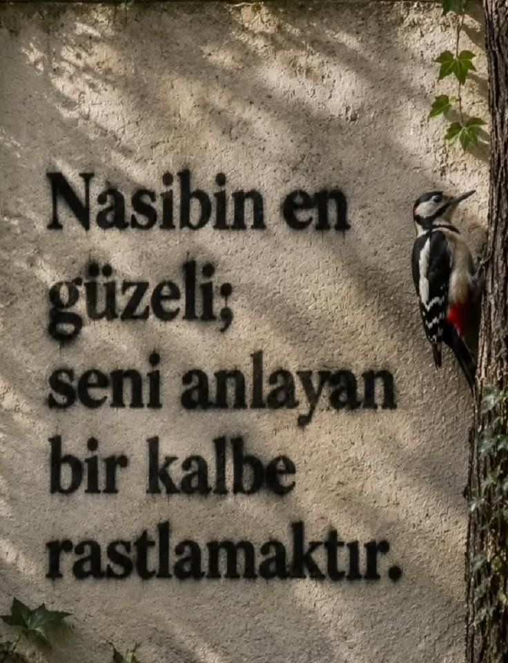 OgrencisiCu's tweet photo. Nasip... https://t.co/8R7hBf3UrT