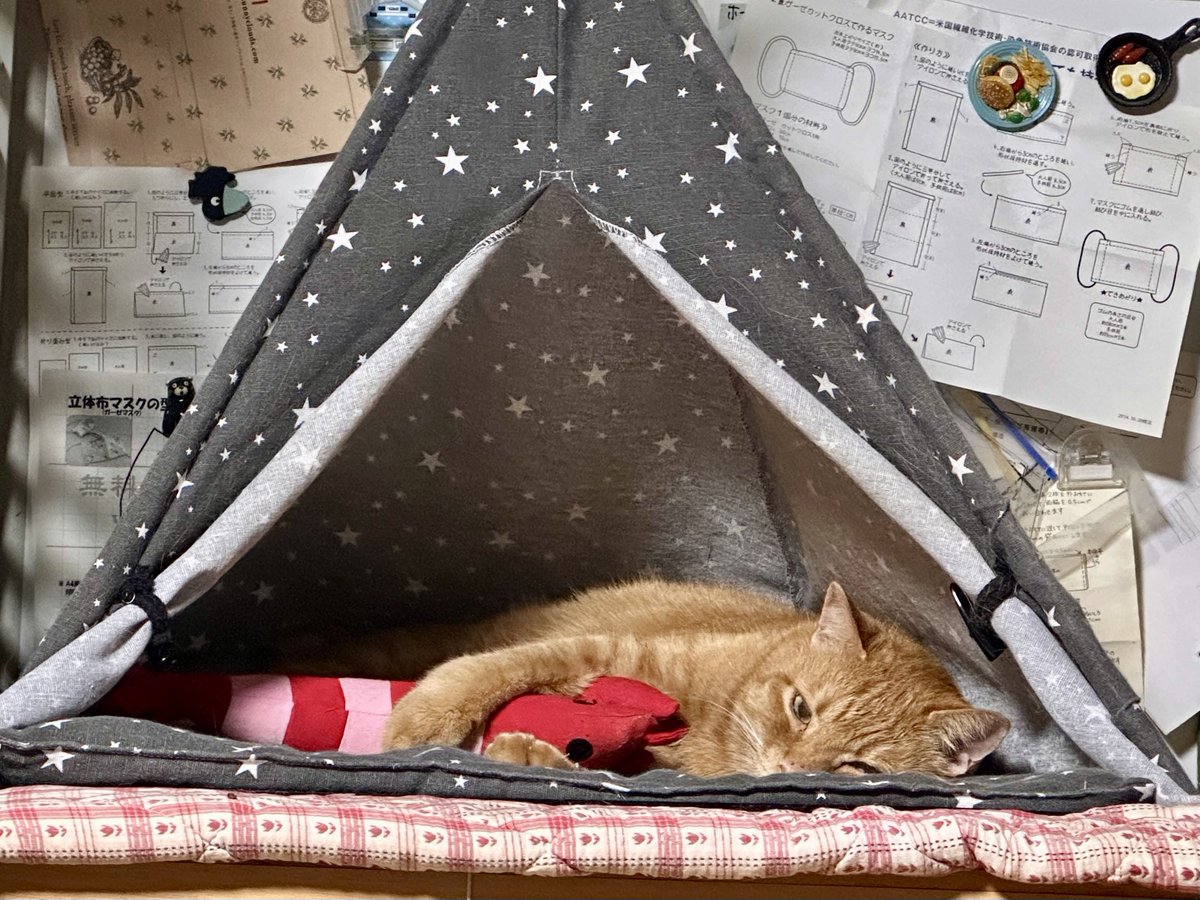 maxkitty1218 tweet picture