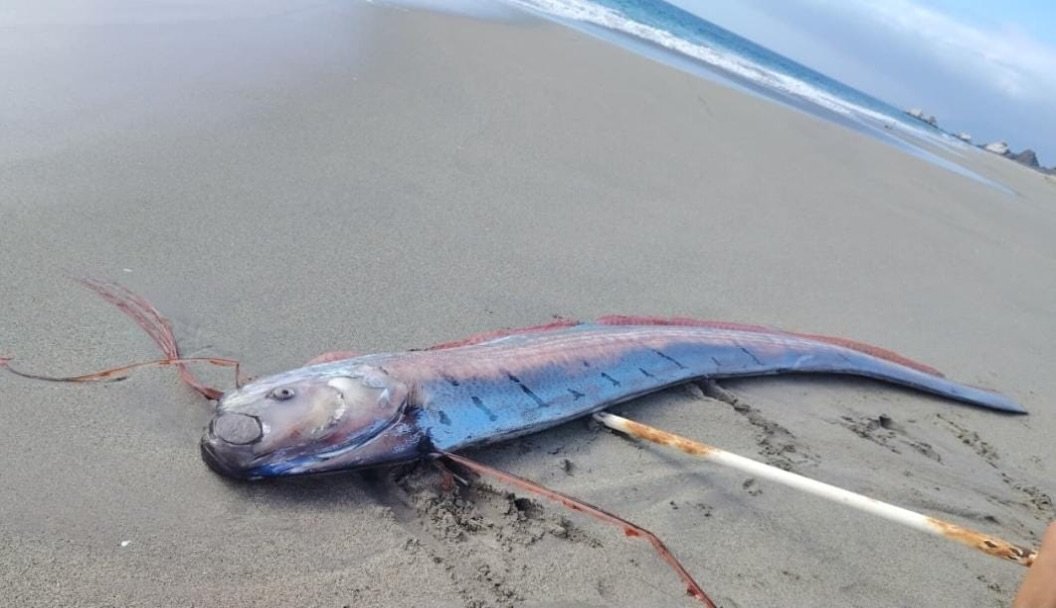 region2cl's tweet photo. 🚨 ALERTA EN #MEJILLONES: apareció varado un pez remo, el llamado "pez del fin del mundo", en Playa Chacaya. 😱🌊
Según la leyenda japonesa, su aparición anuncia terremotos y tsunamis. ⚠️
🔬 La ciencia dice que no hay evidencia de que los prediga.
#Antofagasta https://t.co/Kf34aiqrAE