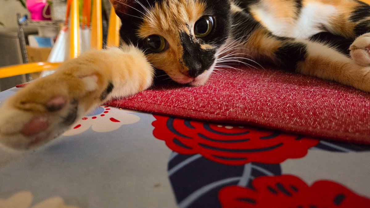 adriennek39's tweet photo. @bunsenbernerbmd My calico is the same way. Always wants to help https://t.co/880mvgx0Bk