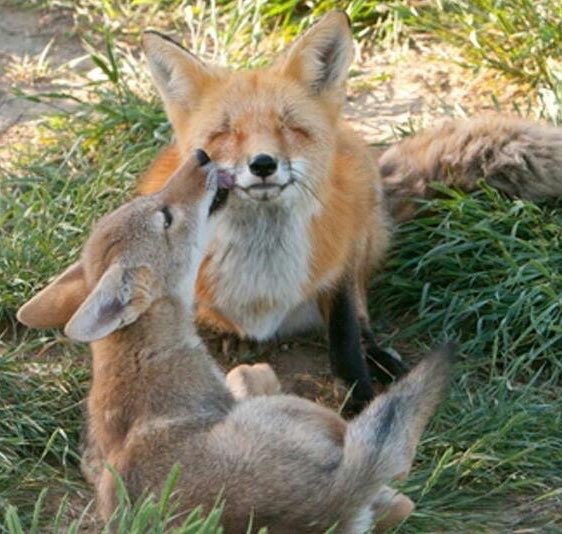 dipyouinharry's tweet photo. lil deer smooching the fox https://t.co/8OfggDyEOn