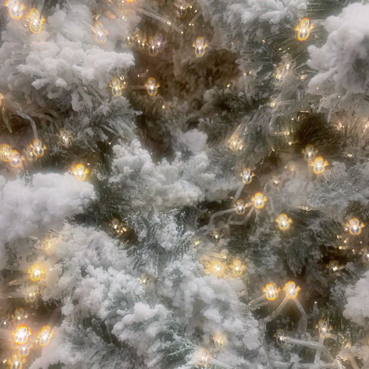 pttycottage's tweet photo. 66-d before christmas https://t.co/OqwSahEQmF