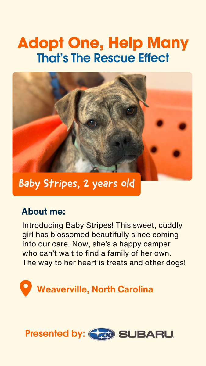 ASPCA's tweet photo. Did Ansel, Kazoo, Baby Stripes or Lee catch your eye? Visit https://t.co/NrdsDebBE1 to learn more about how you can join #TheRescueEffect and adopt one of them today! Thanks again, @subaru_usa , for making the world a better place for shelter animals. https://t.co/c9JOsnm5Lv