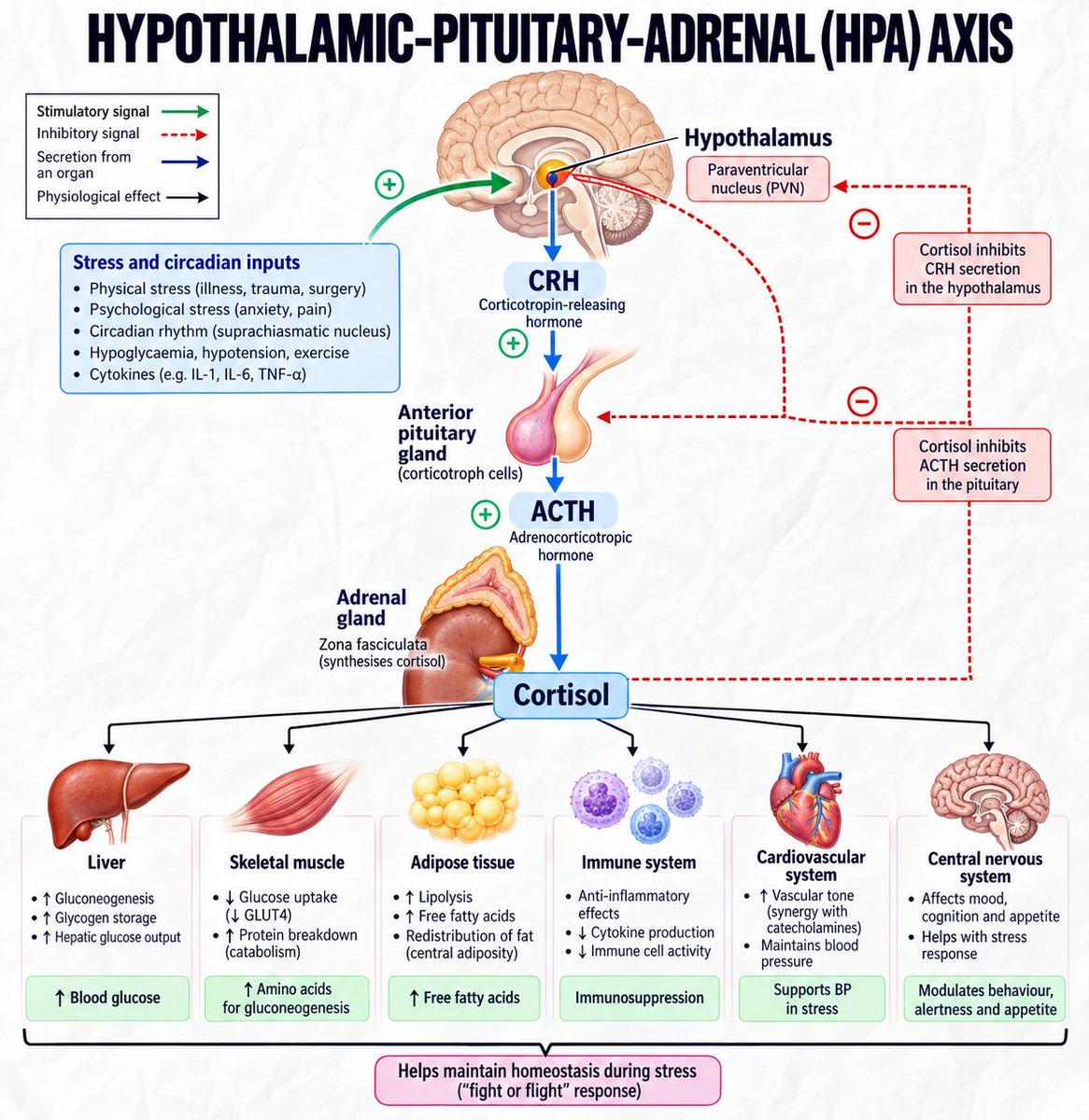 MedicoNotes's tweet photo. 🧠 Hypothalamic–Pituitary–Adrenal (HPA) Axis

and suppresses inflammation.

⸻

📊 High-Yield Takeaway:

CRH → ACTH → CORTISOL

🔄 High cortisol → ↓ CRH and ↓ ACTH through negative feedback.

⸻

📚 Explore more high-yield medical notes at: https://t.co/T7sIXlDzHy https://t.co/idCNEAhcuk